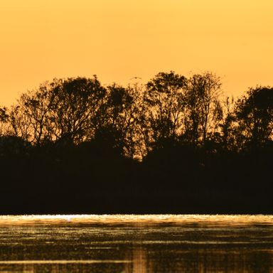 Fugl over vand i solnedgang Romsø